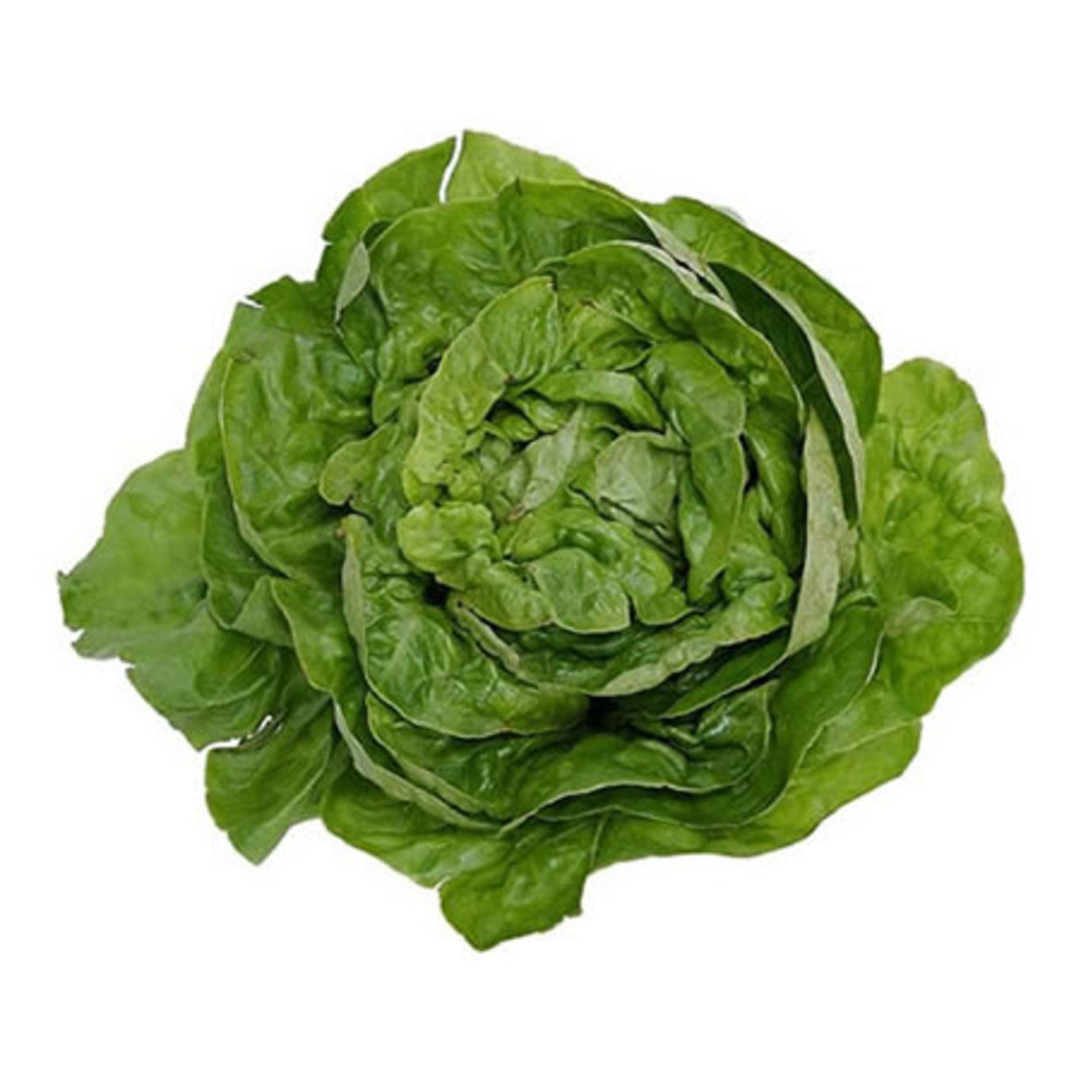 Salade laitue