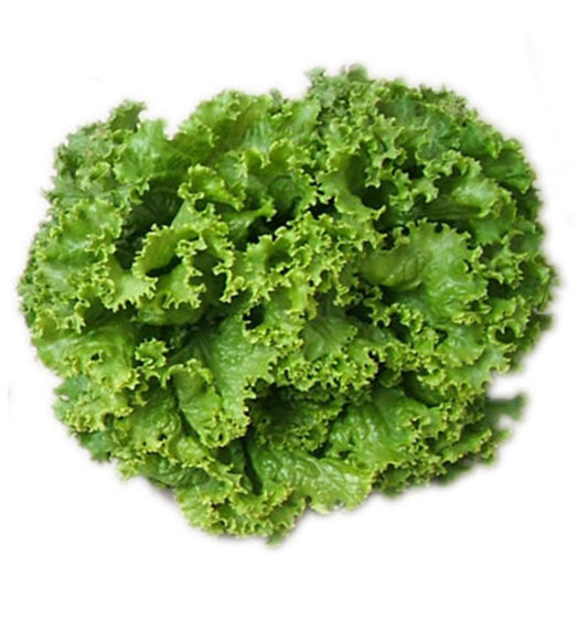 Salade lollo