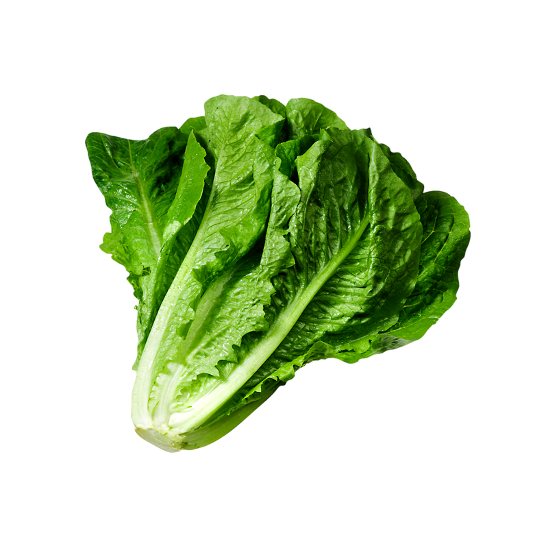 Roka Salatası